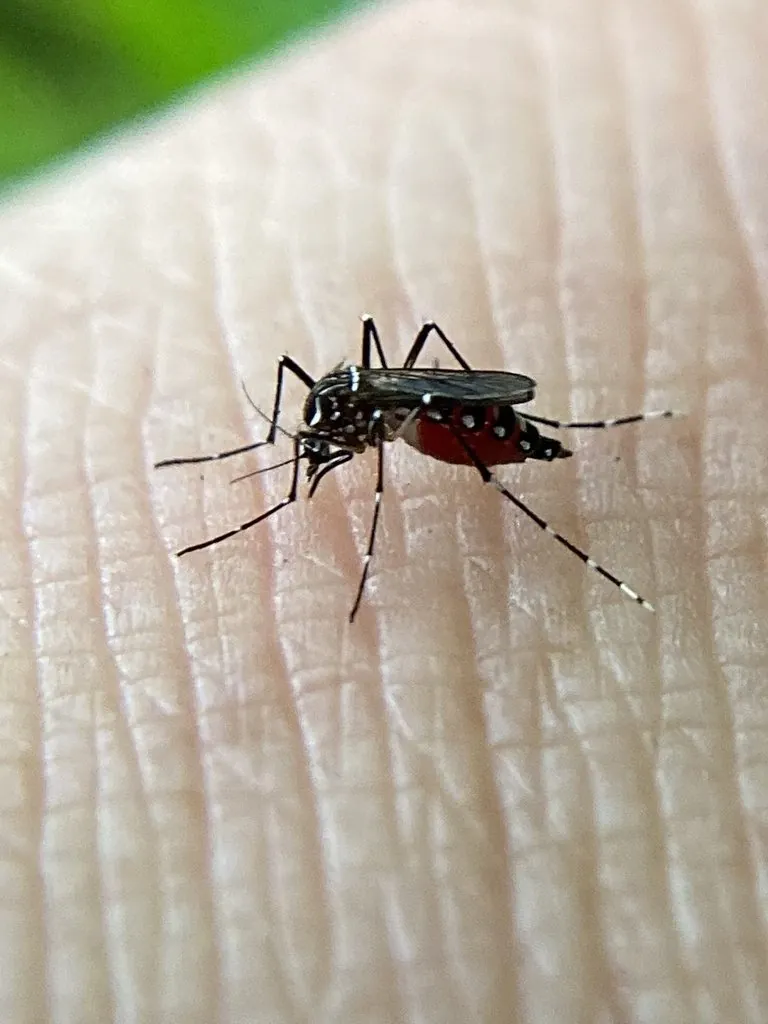 Mosquito-da-dengue