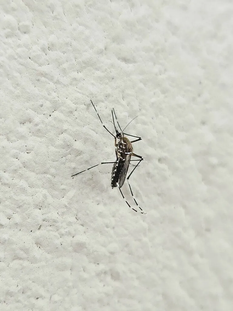 mosquito-da-dengue