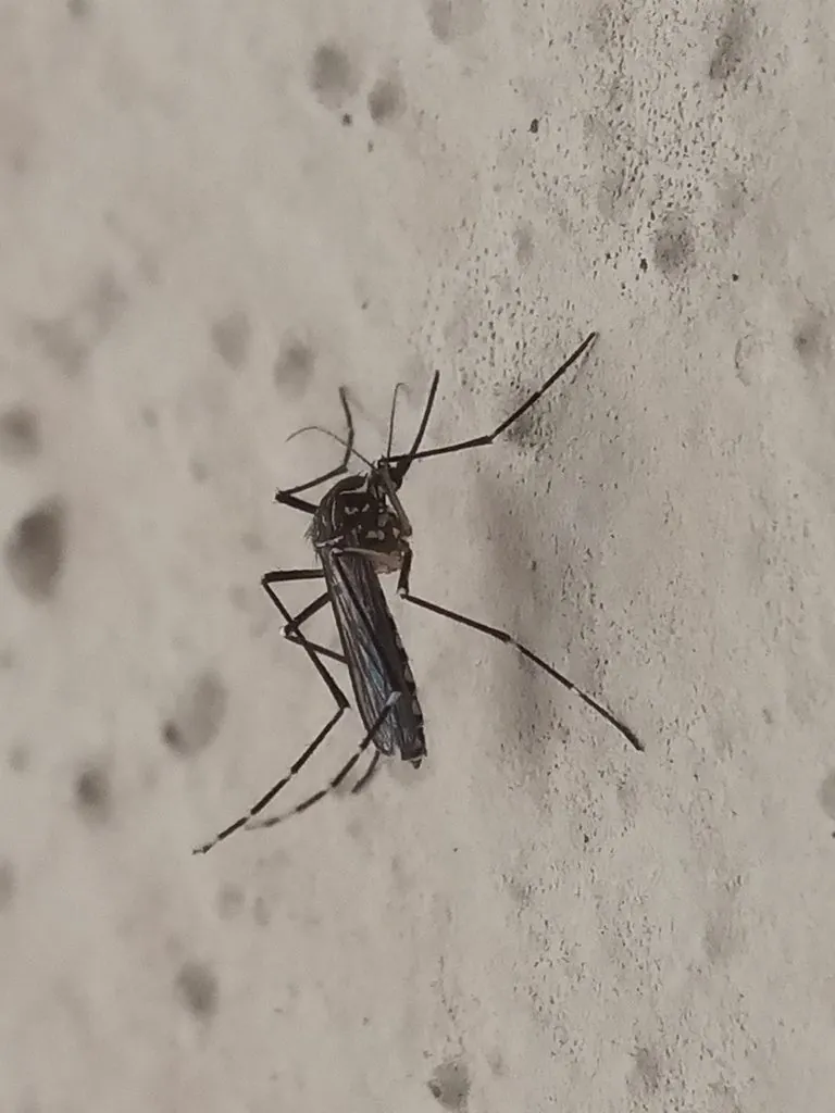 mosquito-da-dengue