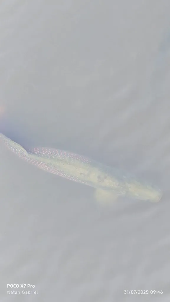 Pirarucu