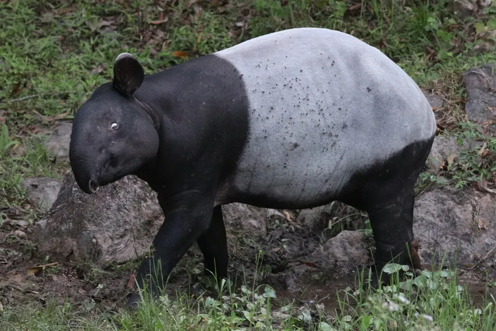 Tapirus indicus