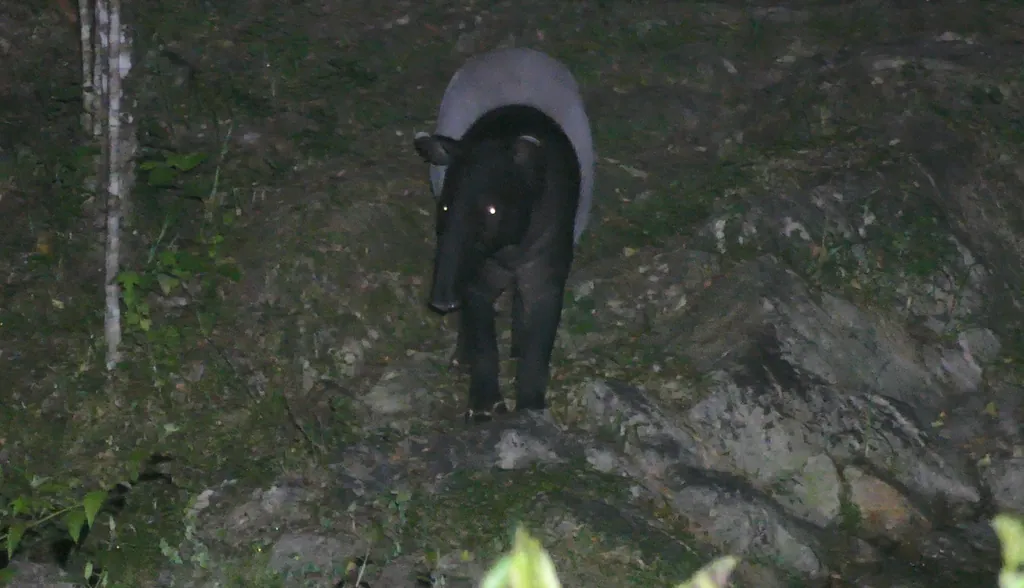 Tapirus indicus