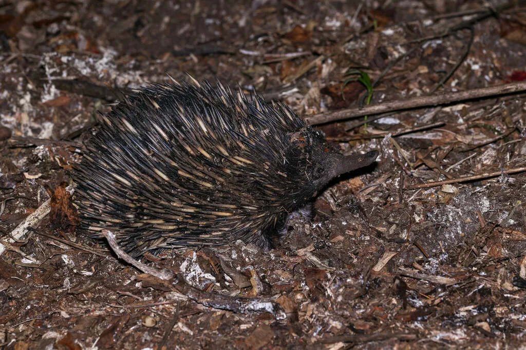 Equidna-de-focinho-curto