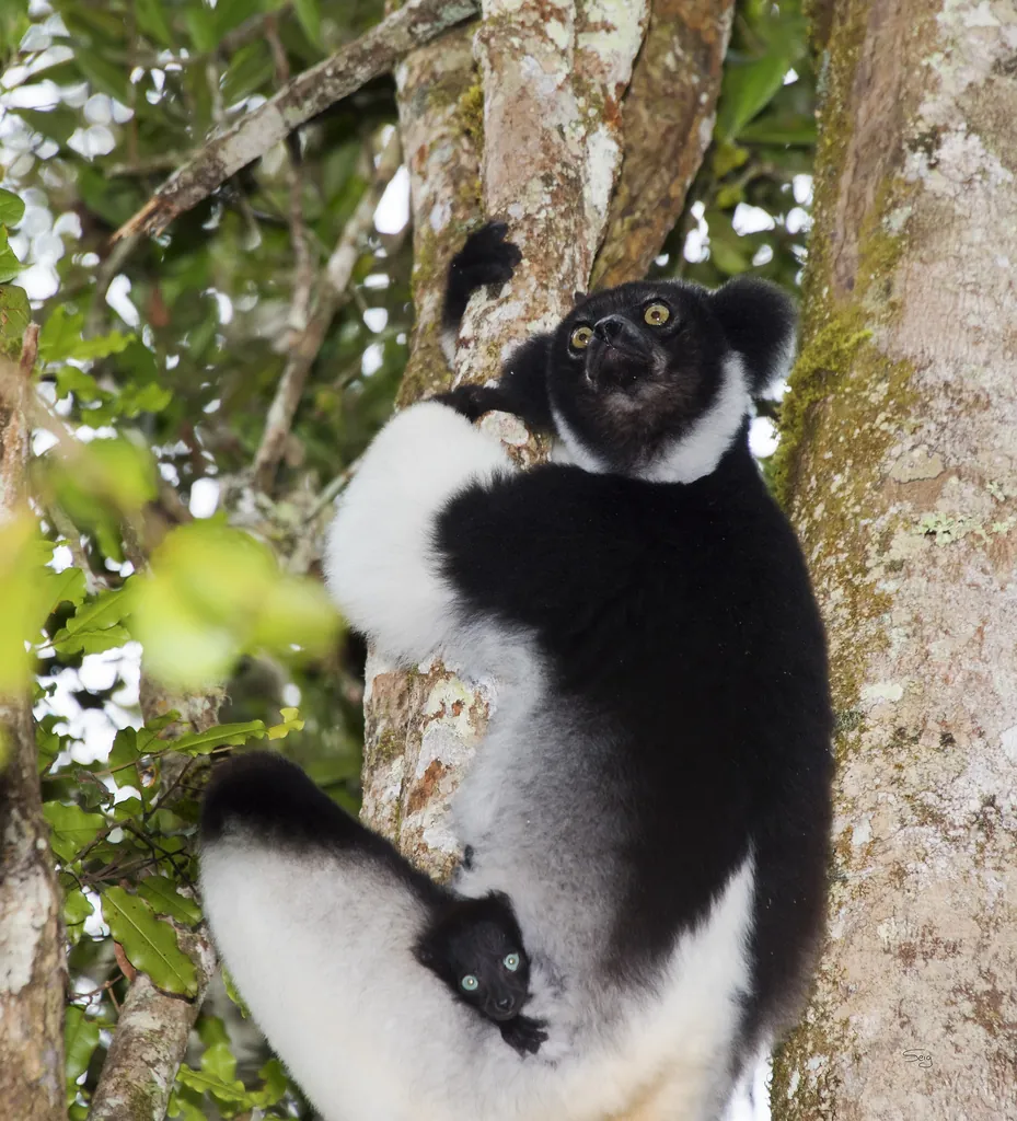 Indri indri