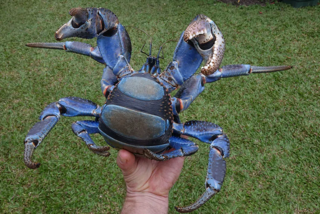Caranguejo-dos-coqueiros
