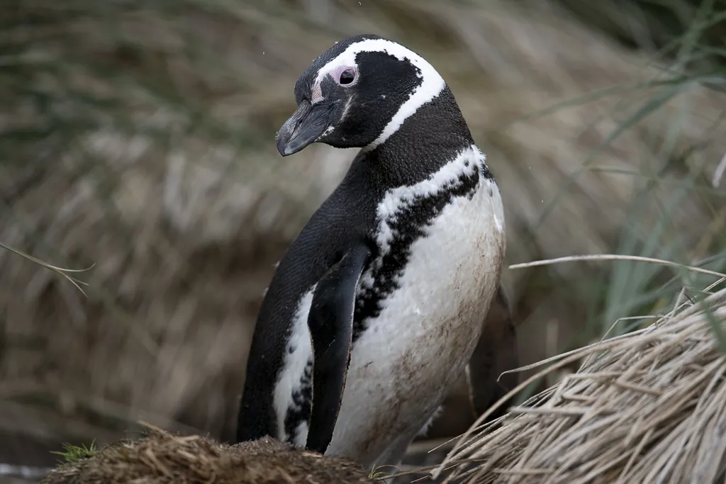 Pinguim