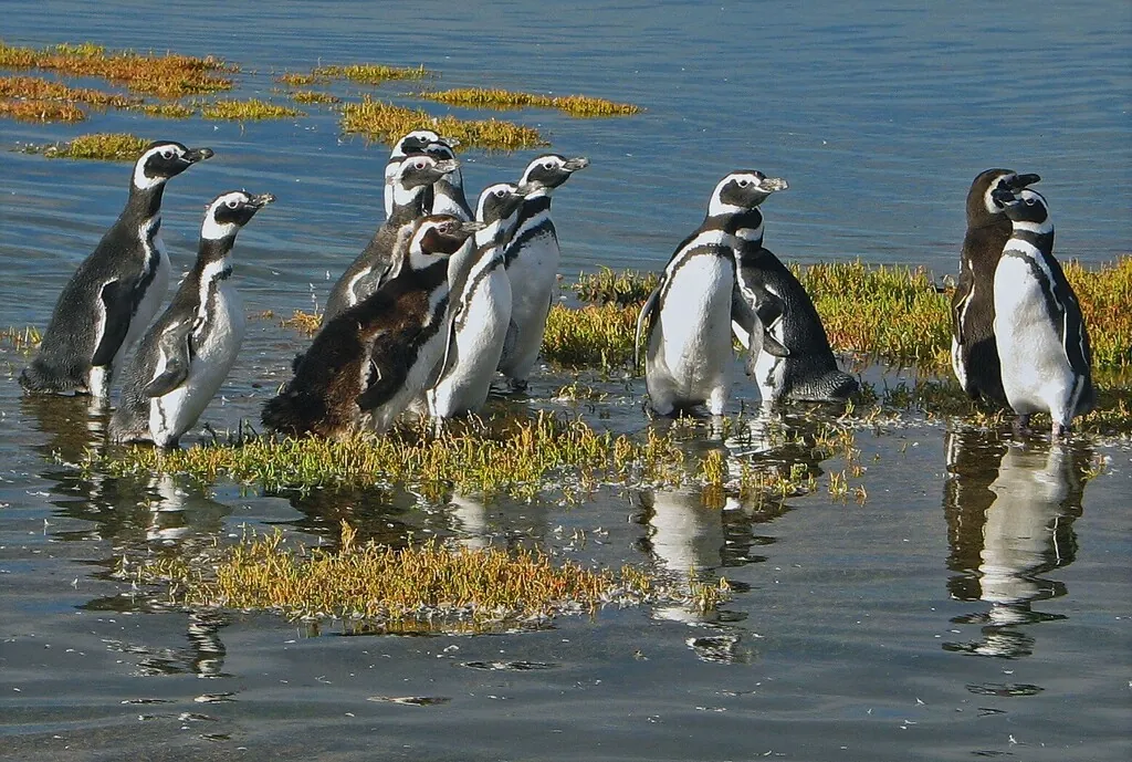 pinguim
