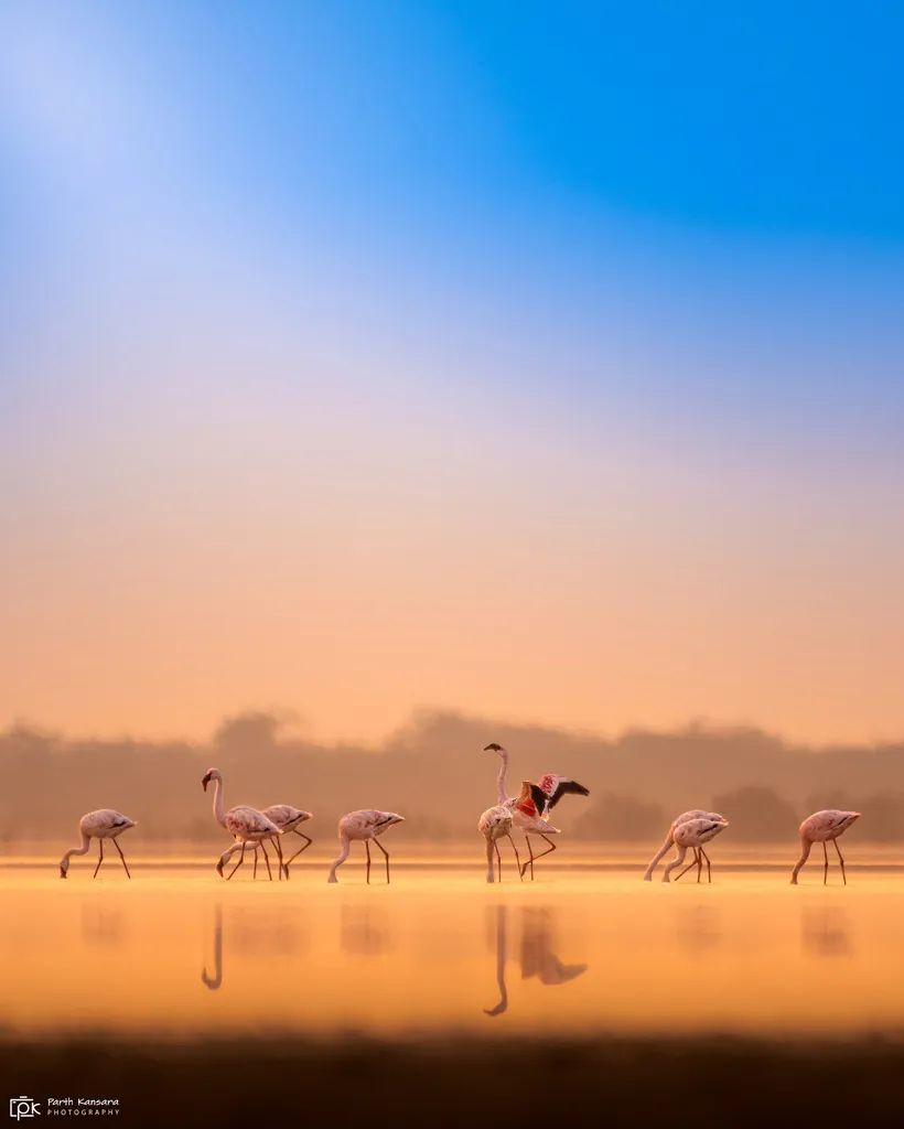 Flamingo-pequeno