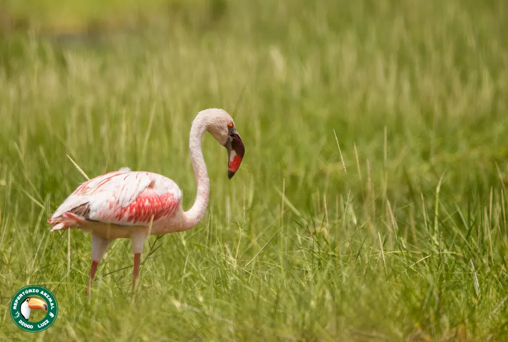 flamingo-pequeno