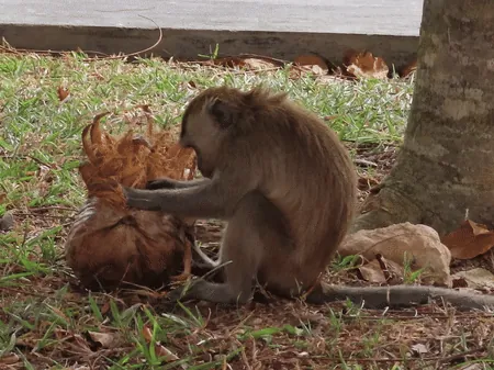 Macaca fascicularis