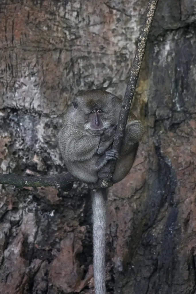 Macaca fascicularis