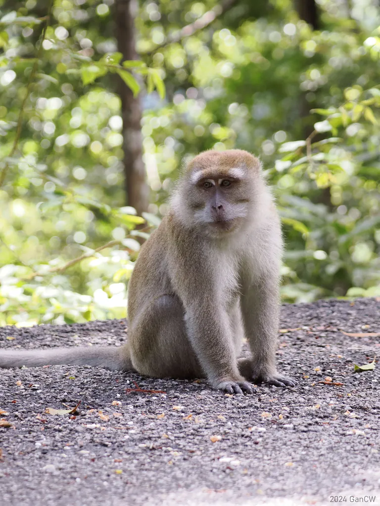 Macaca fascicularis