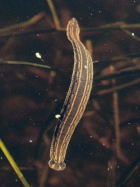 Hirudo medicinalis