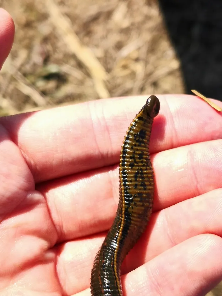 Hirudo medicinalis