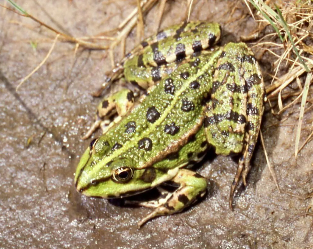 Pelophylax ridibundus